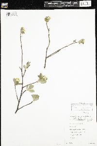 Amelanchier bartramiana image