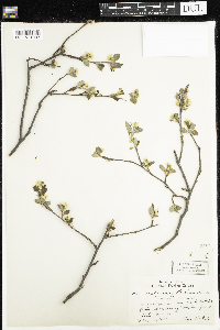Amelanchier bartramiana image