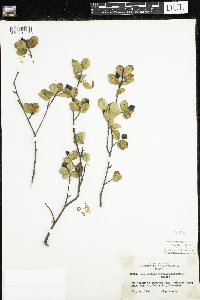 Amelanchier bartramiana image