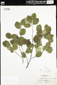 Amelanchier bartramiana image