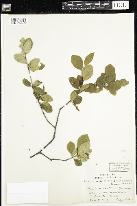Amelanchier bartramiana image