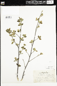 Amelanchier bartramiana image