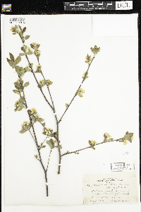 Amelanchier bartramiana image