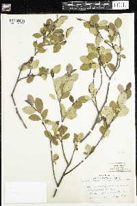 Amelanchier bartramiana image