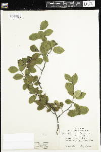 Amelanchier bartramiana image