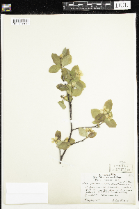 Amelanchier bartramiana image