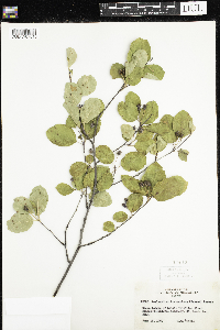 Amelanchier bartramiana image