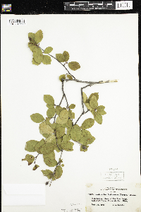 Amelanchier bartramiana image
