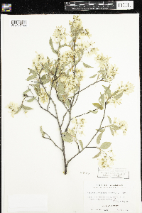Amelanchier arborea image
