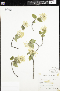 Amelanchier arborea image