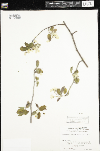 Amelanchier arborea image
