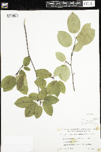 Amelanchier arborea image