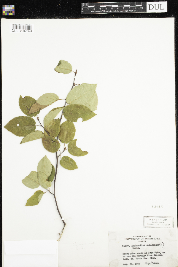Amelanchier arborea image