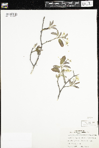 Amelanchier arborea image