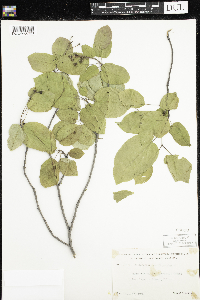 Amelanchier arborea image