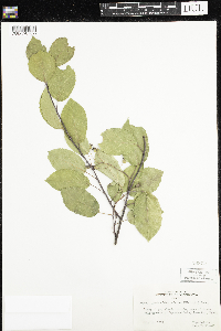 Amelanchier arborea image
