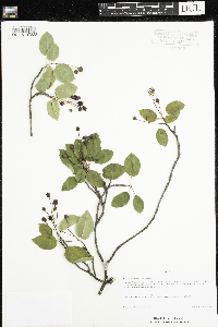 Amelanchier arborea image