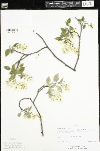 Amelanchier arborea image