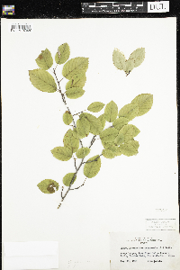 Amelanchier arborea image