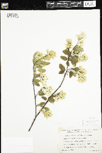 Amelanchier arborea image