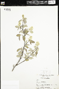 Amelanchier alnifolia image