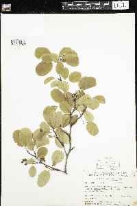 Amelanchier alnifolia image