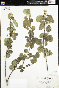 Amelanchier alnifolia image