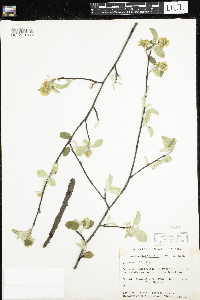 Amelanchier alnifolia image