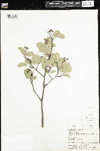 Amelanchier alnifolia image