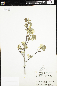 Amelanchier alnifolia image