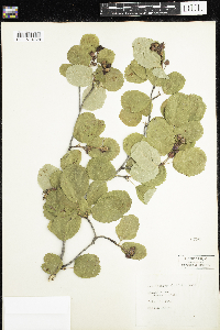 Amelanchier alnifolia image