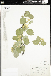 Amelanchier alnifolia var. semiintegrifolia image