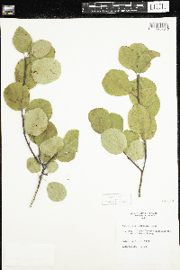 Amelanchier alnifolia image