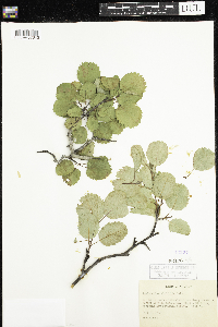 Amelanchier alnifolia image