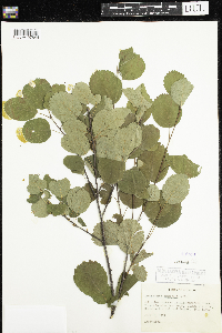 Amelanchier alnifolia image