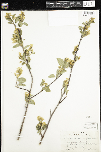 Amelanchier alnifolia image