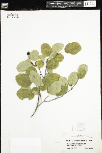 Amelanchier alnifolia image