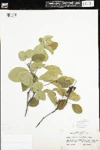 Amelanchier alnifolia image