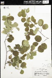 Amelanchier alnifolia image