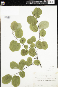 Amelanchier alnifolia image