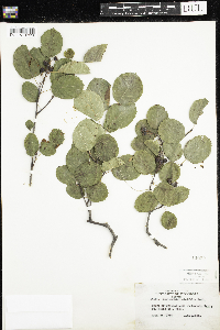 Amelanchier alnifolia image