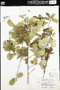Amelanchier alnifolia image