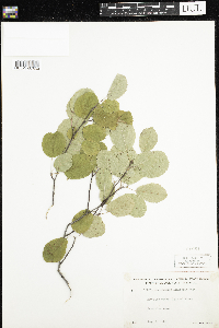 Amelanchier alnifolia image