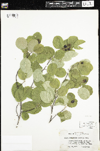 Amelanchier alnifolia image