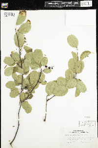 Amelanchier alnifolia image