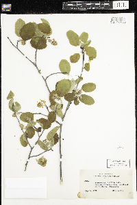 Amelanchier alnifolia image