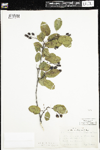 Amelanchier alnifolia image
