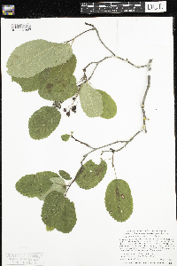 Amelanchier alnifolia image