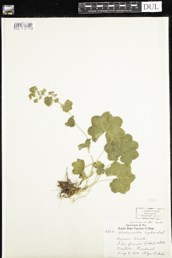 Alchemilla hybrida image