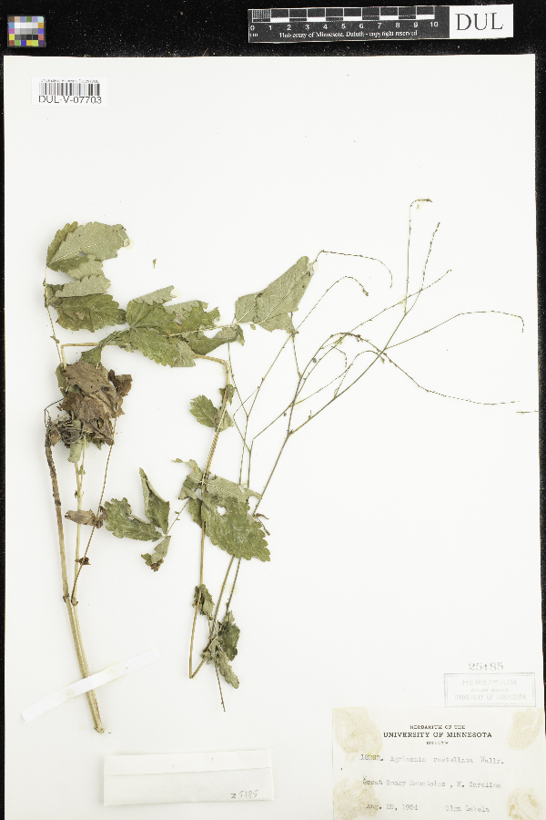 Agrimonia rostellata image